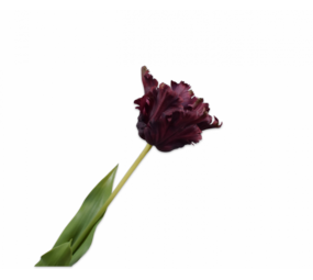 SILK-KA Tige de tulipe Bordeaux RT | 71 cm
