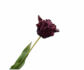 Tulpenstiel Bordeaux RT | 71 cm
