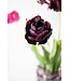 SILK-KA Tulp Steel Bordeaux RT | 82 cm