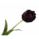 SILK-KA Tige de tulipe Bordeaux RT | 82 cm SILK-KA Tige de tulipe Bordeaux RT | 82 cm