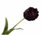 Tulip Stem Bordeaux RT | 82 cm