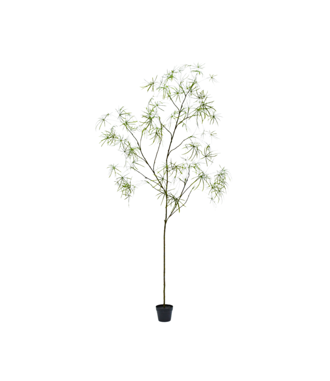 SILK-KA Schefflera artificiel vert | 240 cm
