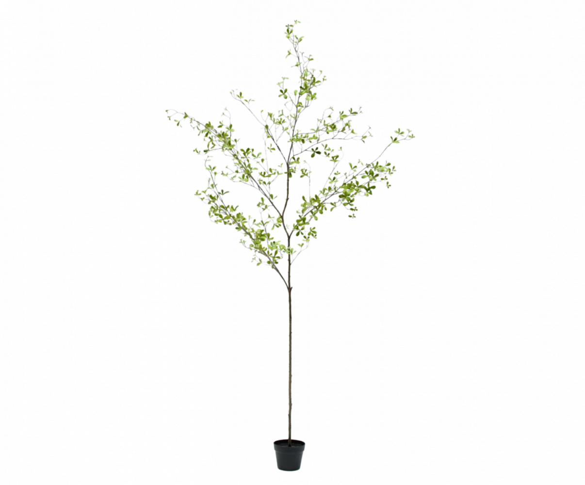 SILK-KA Artificial Bucida plant green | 220 cm