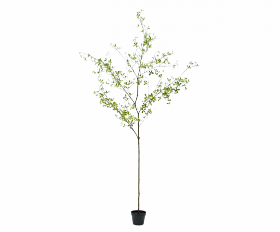 SILK-KA Artificial Bucida plant green | 220 cm