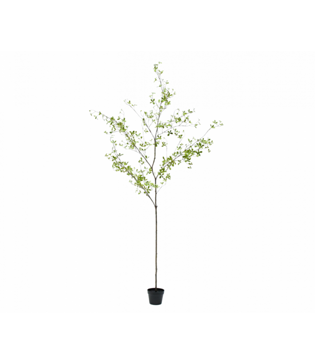 SILK-KA Artificial Bucida plant green | 220 cm