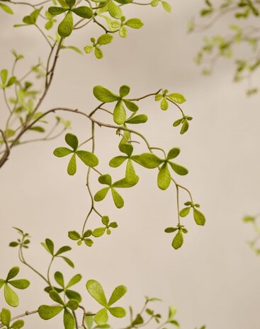 SILK-KA Kunstig Bucida-plante grønn | 220 cm SILK-KA Kunstig Bucida-plante grønn | 220 cm