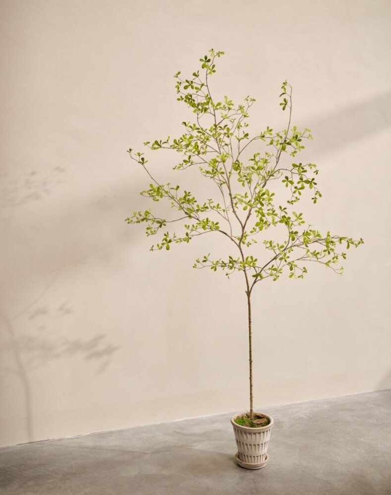 SILK-KA Planta artificial Bucida verde | 220 cm SILK-KA Planta artificial Bucida verde | 220 cm