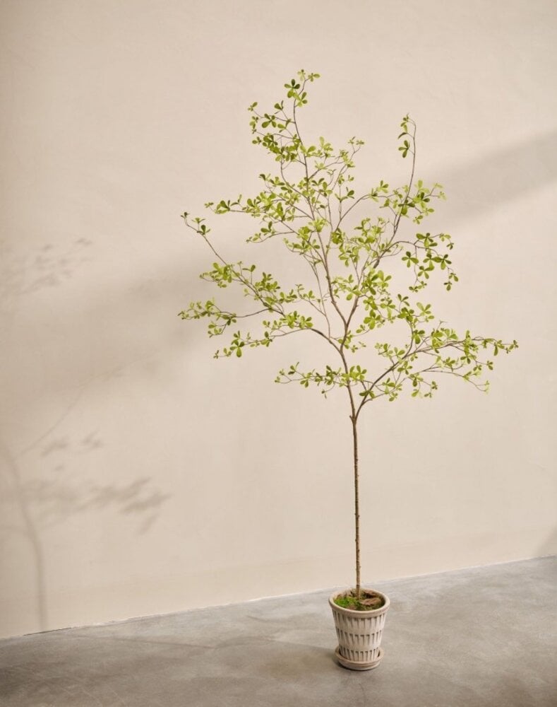 SILK-KA Plante artificielle Bucida verte | 220 cm SILK-KA Plante artificielle Bucida verte | 220 cm