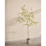 SILK-KA Pianta artificiale Bucida verde | 220 cm