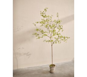 SILK-KA Kunstig Bucida-plante grønn | 220 cm