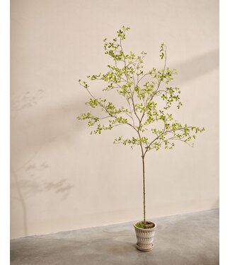 SILK-KA Künstliche Bucida-Pflanze, grün | 220 cm