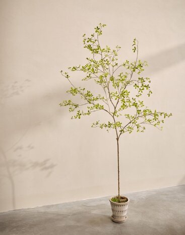 SILK-KA Plante artificielle Bucida verte | 220 cm SILK-KA Plante artificielle Bucida verte | 220 cm