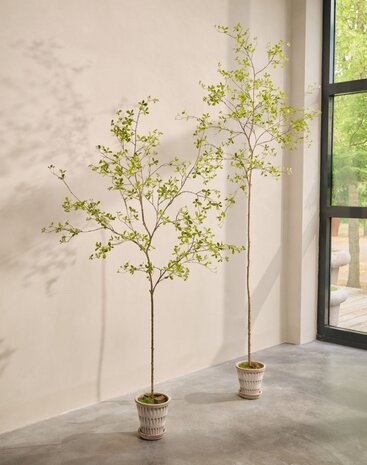 SILK-KA Kunstplant Bucida groen | 220 cm