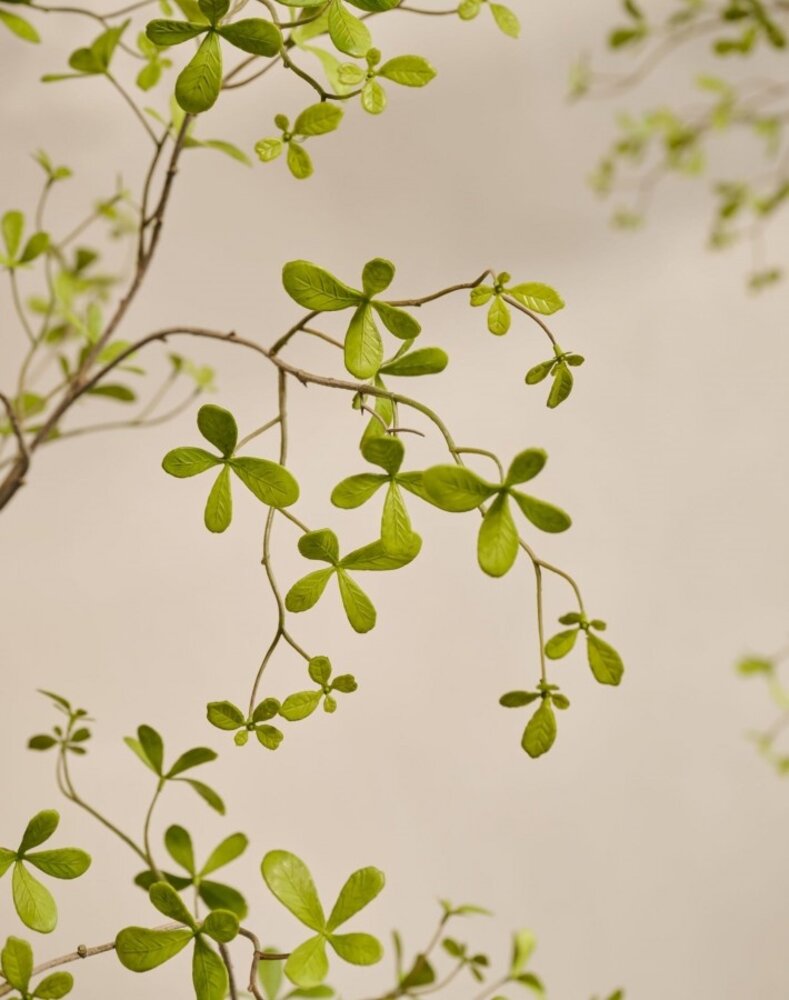 SILK-KA Kunstplant Bucida groen | 290 cm