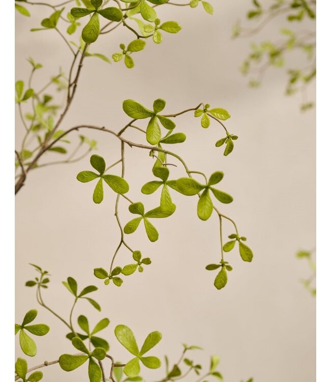 SILK-KA Kunstplant Bucida groen | 290 cm
