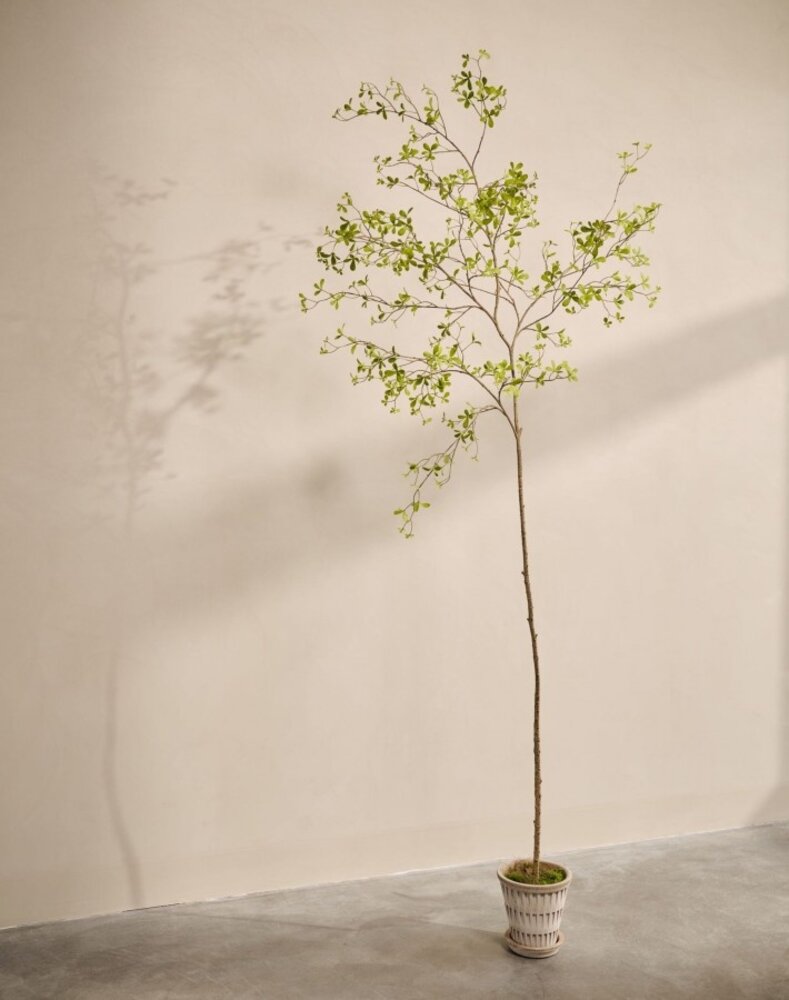 SILK-KA Planta artificial Bucida verde | 290 cm SILK-KA Planta artificial Bucida verde | 290 cm