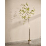 SILK-KA Pianta artificiale Bucida verde | 290 cm