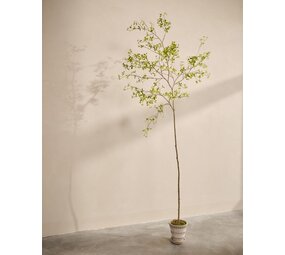 SILK-KA Plante artificielle Bucida verte | 290 cm SILK-KA Plante artificielle Bucida verte | 290 cm