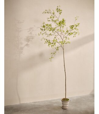 SILK-KA Artificial Bucida plant green | 290 cm