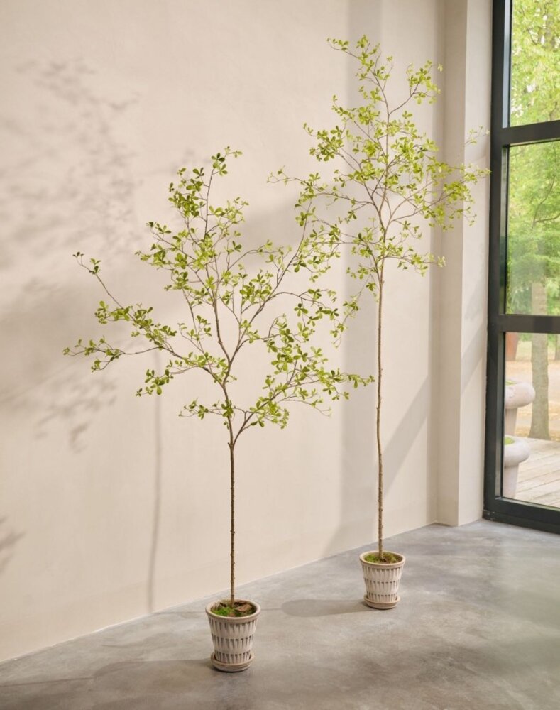 SILK-KA Kunstplant Bucida groen | 290 cm