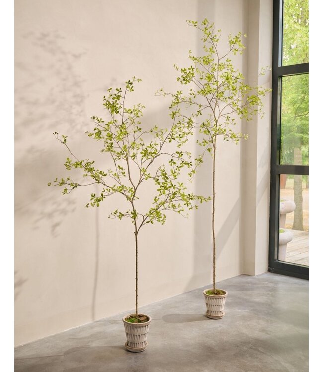 SILK-KA Artificial Bucida plant green | 290 cm