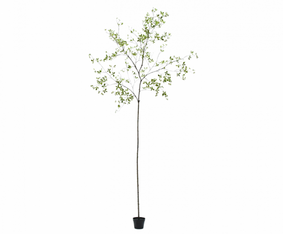 SILK-KA Kunstig Bucida-plante grønn | 290 cm SILK-KA Kunstig Bucida-plante grønn | 290 cm