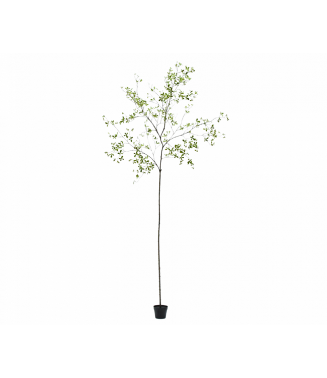 SILK-KA Pianta artificiale Bucida verde | 290 cm