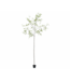 SILK-KA Kunstplant Bucida groen | 290 cm