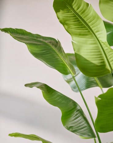 SILK-KA Pianta artificiale di Strelitzia verde | 300 cm SILK-KA Pianta artificiale di Strelitzia verde | 300 cm
