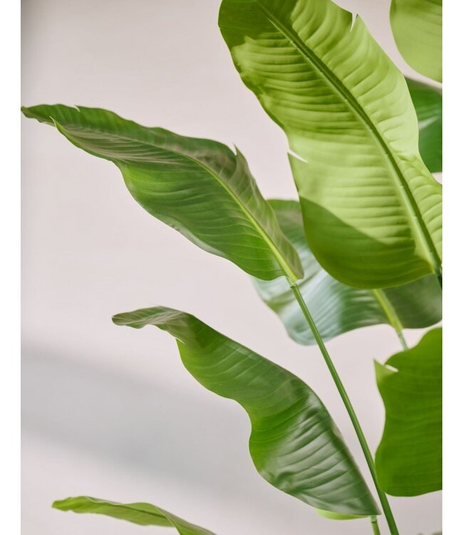 SILK-KA Kunstplant Strelitzia groen | 300 cm
