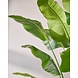 SILK-KA Kunstplant Strelitzia groen | 300 cm SILK-KA Kunstplant Strelitzia groen | 300 cm
