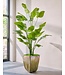 SILK-KA Kunstplant Strelitzia groen | 300 cm