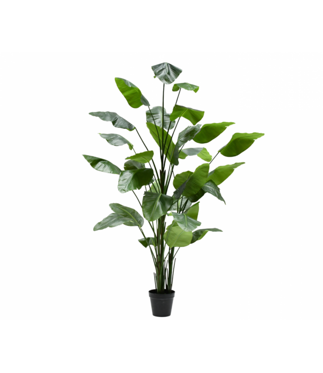 SILK-KA Planta artificial Strelitzia verde | 300 cm