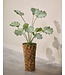 SILK-KA Pianta di loto artificiale verde | 120 cm