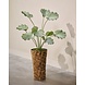 SILK-KA Artificial Lotus plant green | 120 cm