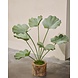SILK-KA Artificial Lotus plant green | 90 cm