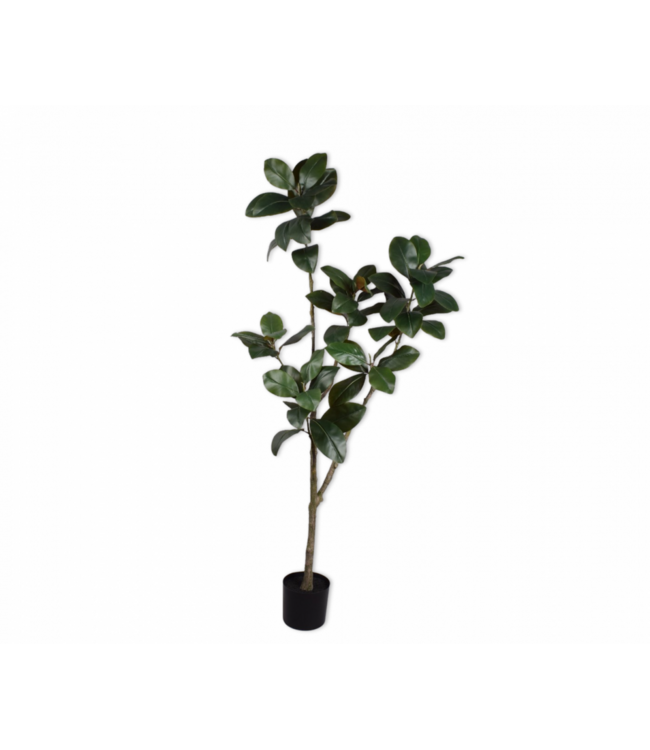 SILK-KA Kunstig ficus grønn | 200 cm