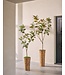 SILK-KA Artificial Ficus green | 200 cm