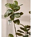 SILK-KA Kunstplant Ficus groen | 200 cm