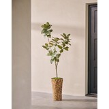 SILK-KA Kunstig ficus grønn i potte 200 cm / SILK-KA SILK-KA Kunstig ficus grønn i potte 200 cm / SILK-KA