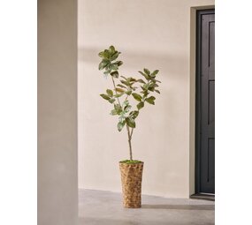 SILK-KA Ficus artificiel vert | 200 cm SILK-KA Ficus artificiel vert | 200 cm