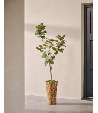 SILK-KA Ficus artificiale verde | 200 cm