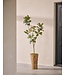 SILK-KA Artificial Ficus green | 200 cm