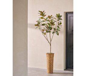 SILK-KA Kunstig ficus grønn | 230 cm