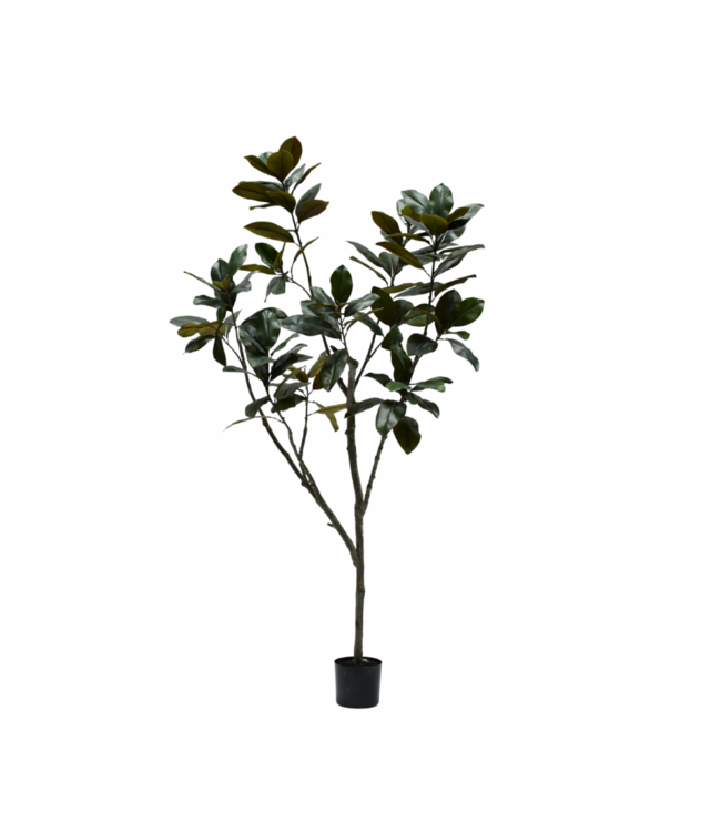 SILK-KA Artificial Ficus green | 230 cm