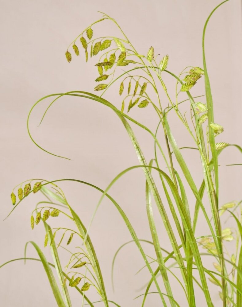 SILK-KA Pianta di erba artificiale su zolla con muschio 150 cm / SILK-KA SILK-KA Pianta di erba artificiale su zolla con muschio 150 cm / SILK-KA