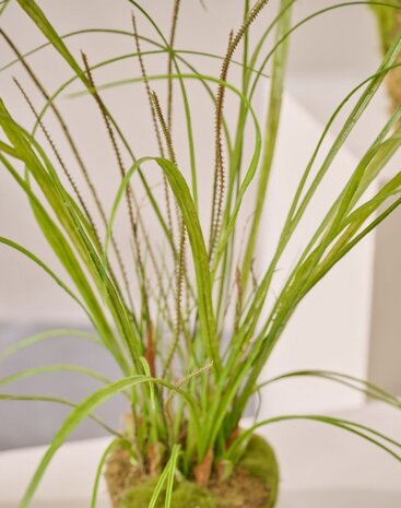 SILK-KA Kunstgressplante på rotklump med mose 74 cm / SILK-KA SILK-KA Kunstgressplante på rotklump med mose 74 cm / SILK-KA