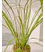 SILK-KA Césped artificial sobre cepellón con musgo 74 cm / SILK-KA