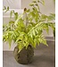 SILK-KA Artificial fern with moss on root ball 65 cm / SILK-KA