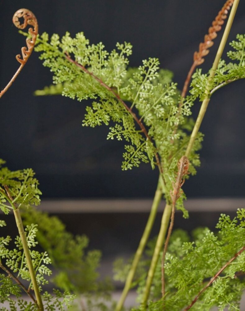 SILK-KA Kunstig bregne på rotklump med mose 122 cm / SILK-KA SILK-KA Kunstig bregne på rotklump med mose 122 cm / SILK-KA